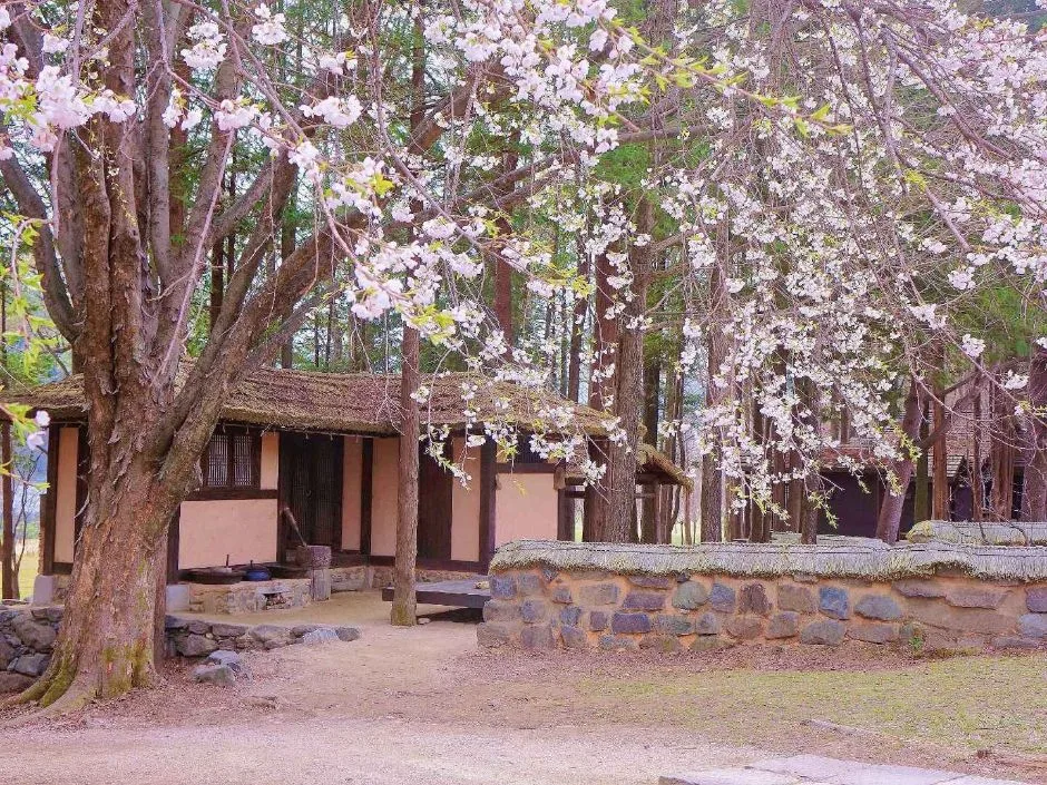 춘천_남이섬 (8).JPG