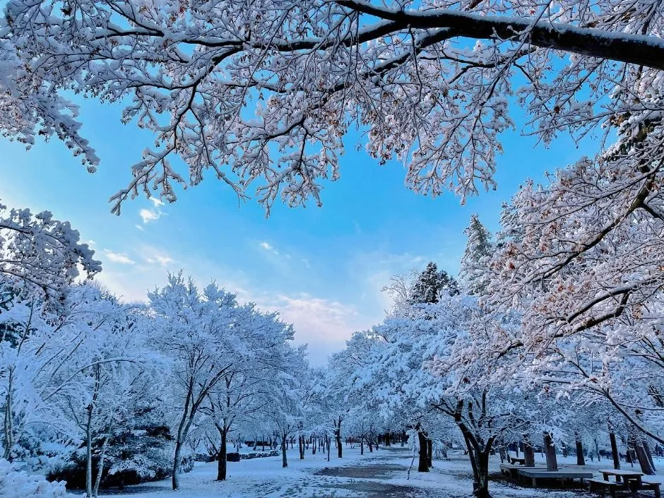 남이섬 (14)