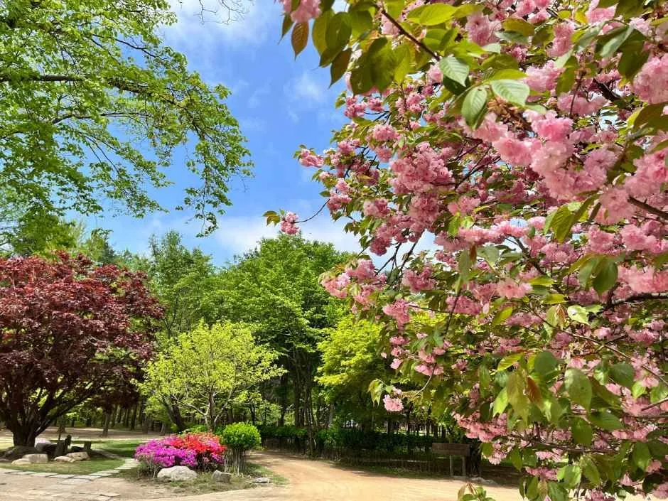 춘천_남이섬 (2)