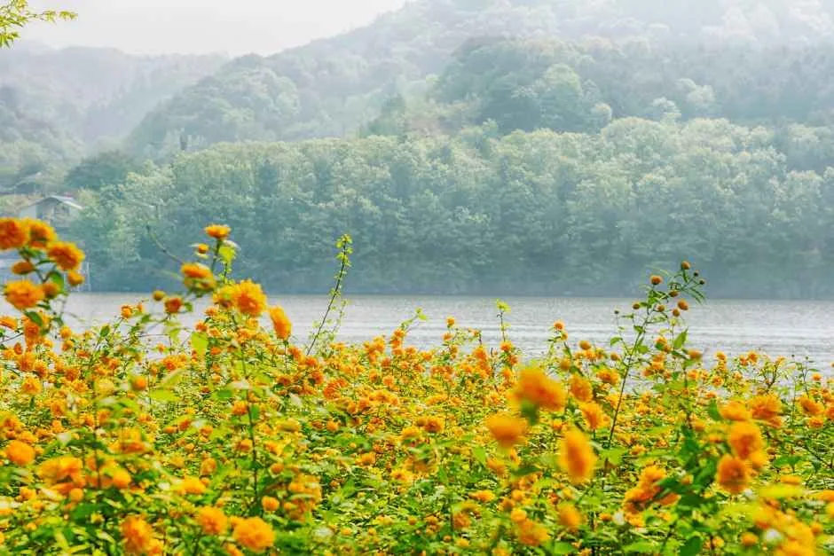 춘천_남이섬 (4)
