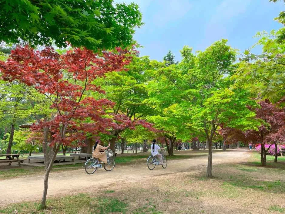 춘천_남이섬 (11).jpg