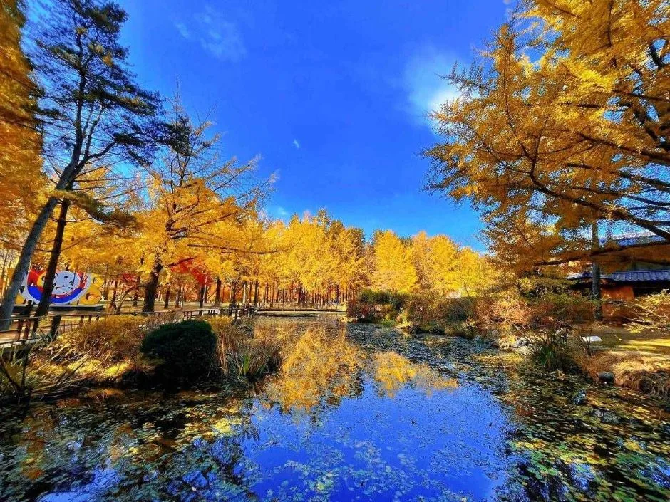 춘천_남이섬 (13).JPG