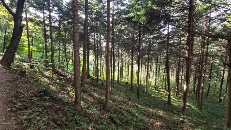 [서울둘레길 10코스] 우면산코스 (7)