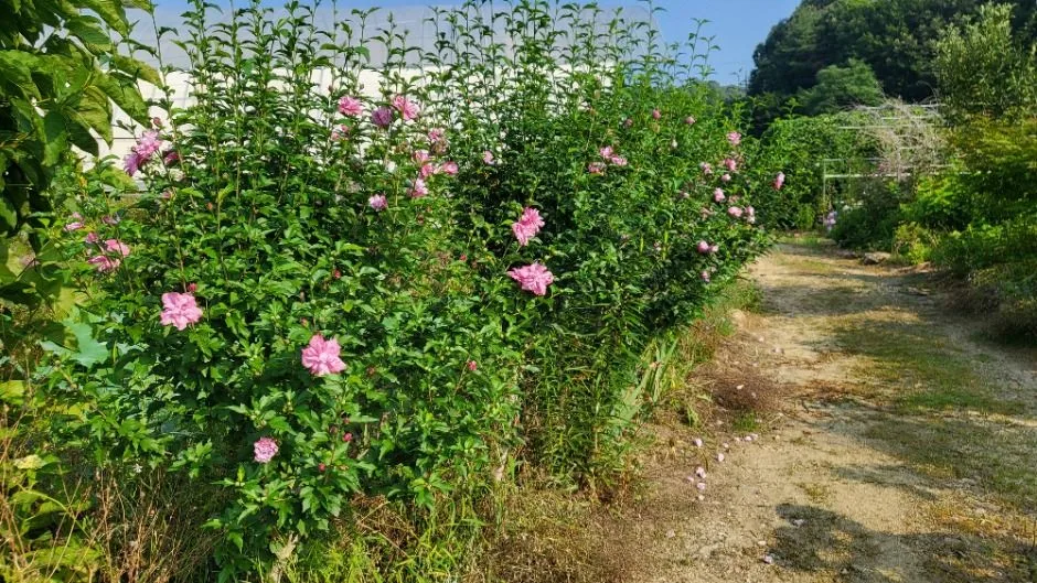 꿈팜 (4)