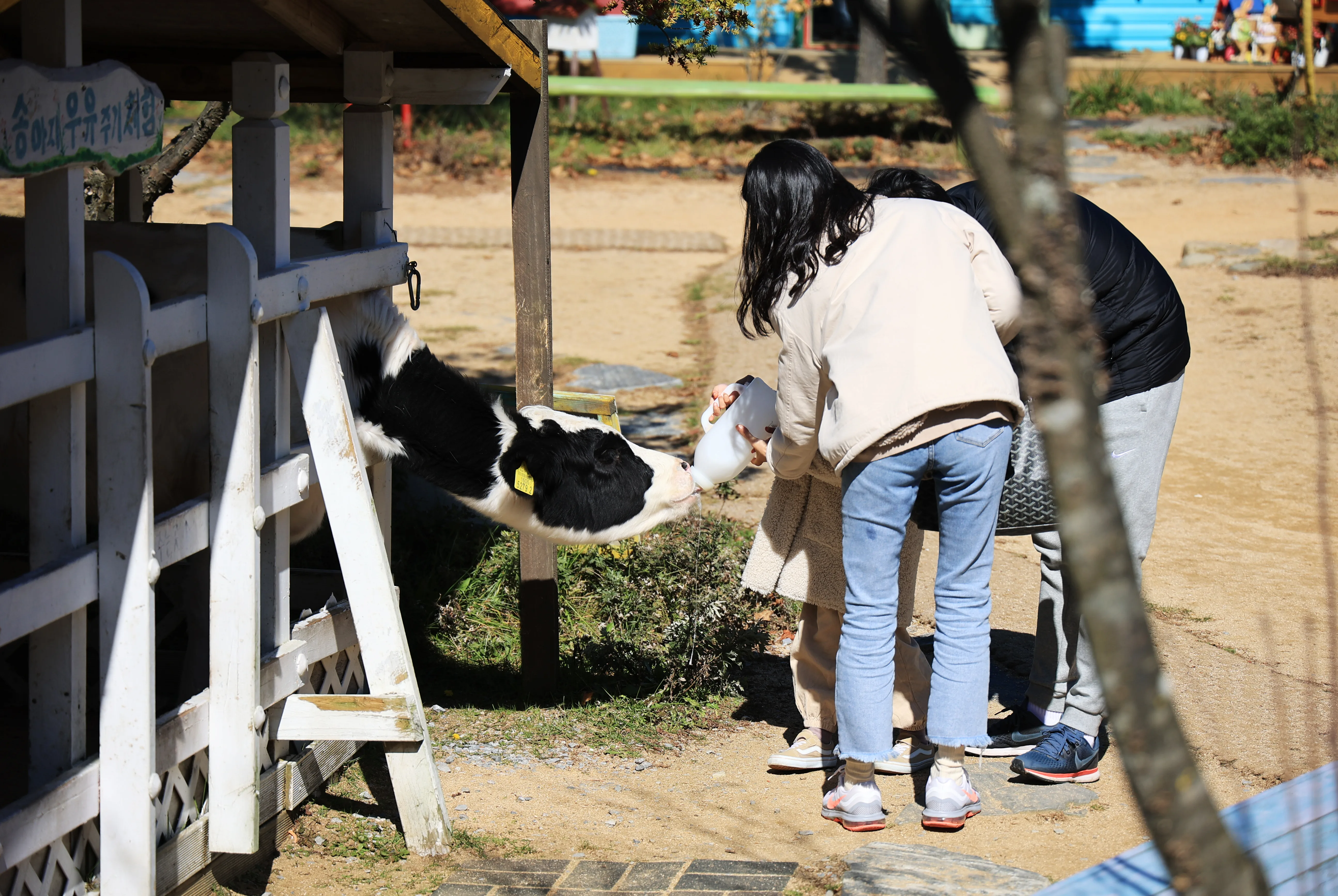 강원도_평창구_숲속애동물농장_전경 (7)