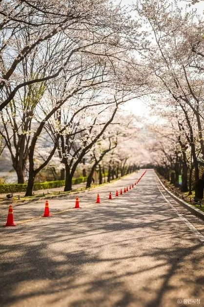 용인_가실벚꽃길 (8)
