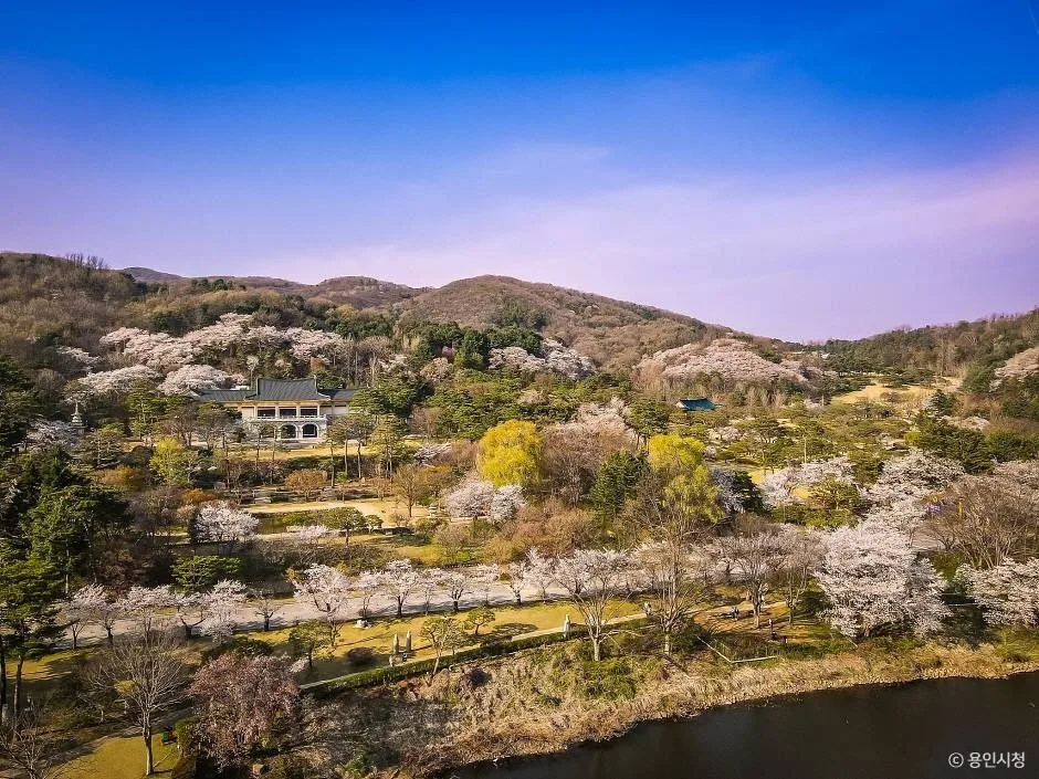 용인_가실벚꽃길 (10)