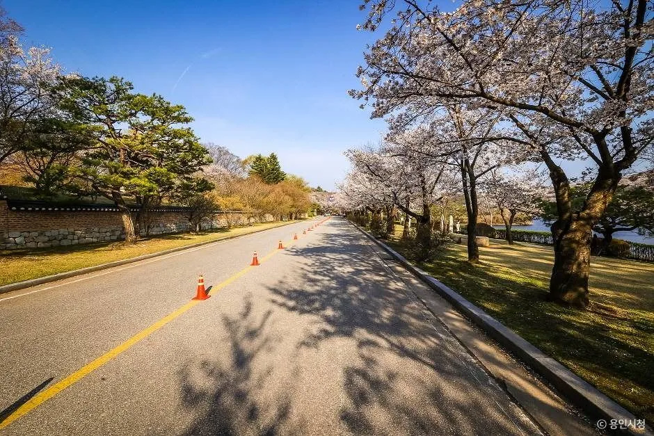 용인_가실벚꽃길 (11)