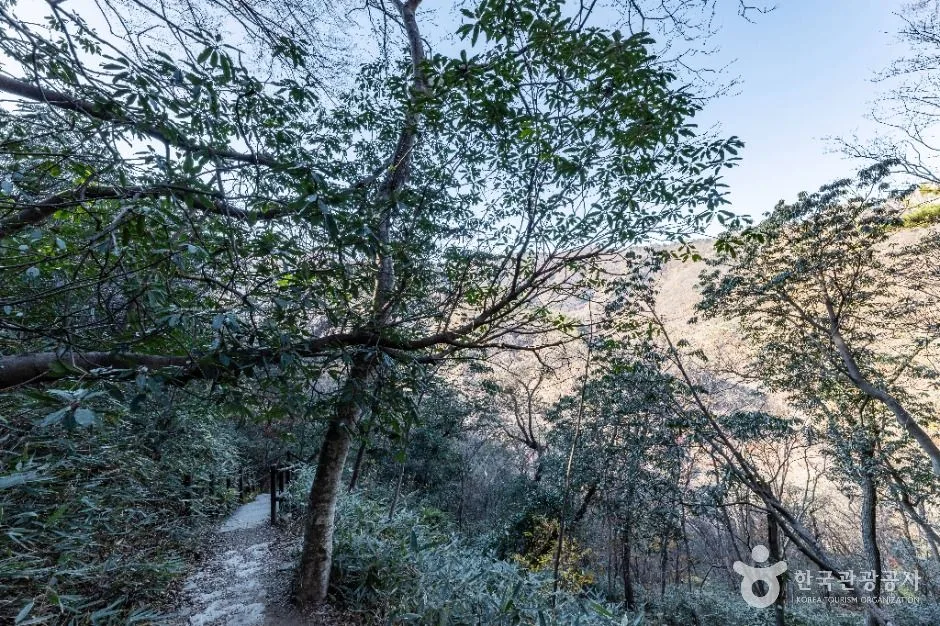 정읍_내장산 굴거리나무군락 (11)