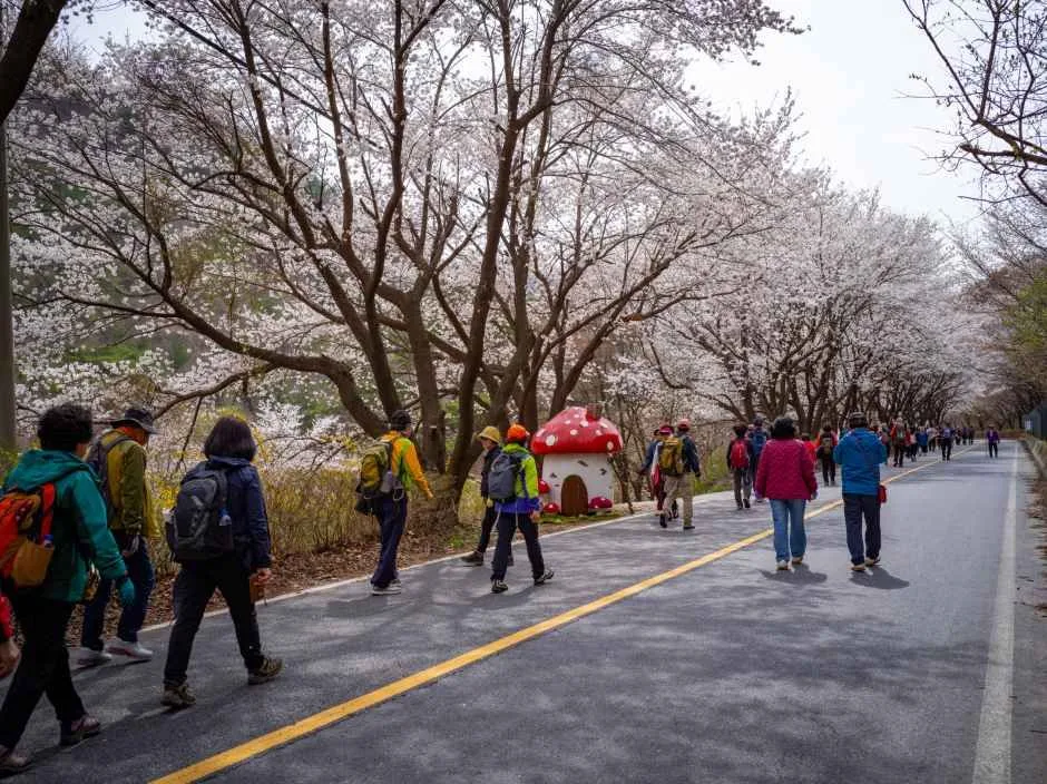 금산 보곡산골 산벚꽃 축제