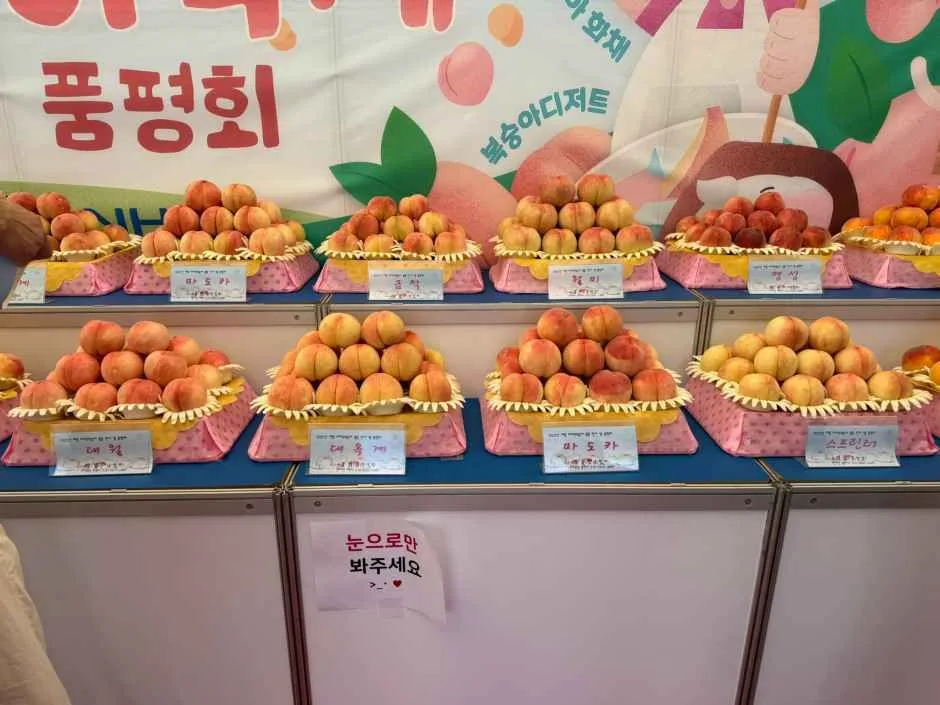 2026 세종 조치원 복숭아 축제 (3).JPEG