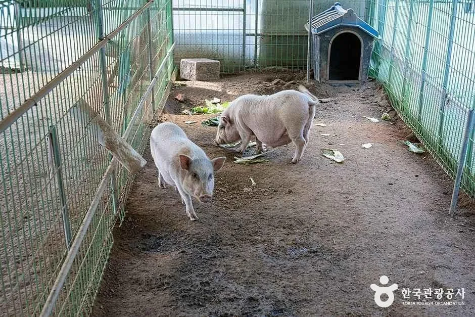 찬우물 체험동물농장 (3).jpg
