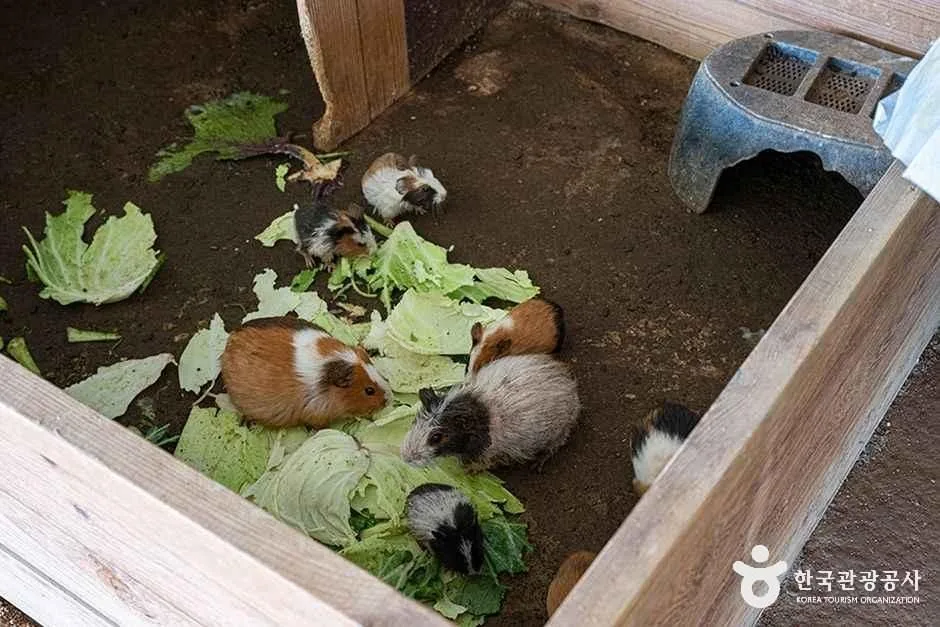 찬우물 체험동물농장 (1).jpg