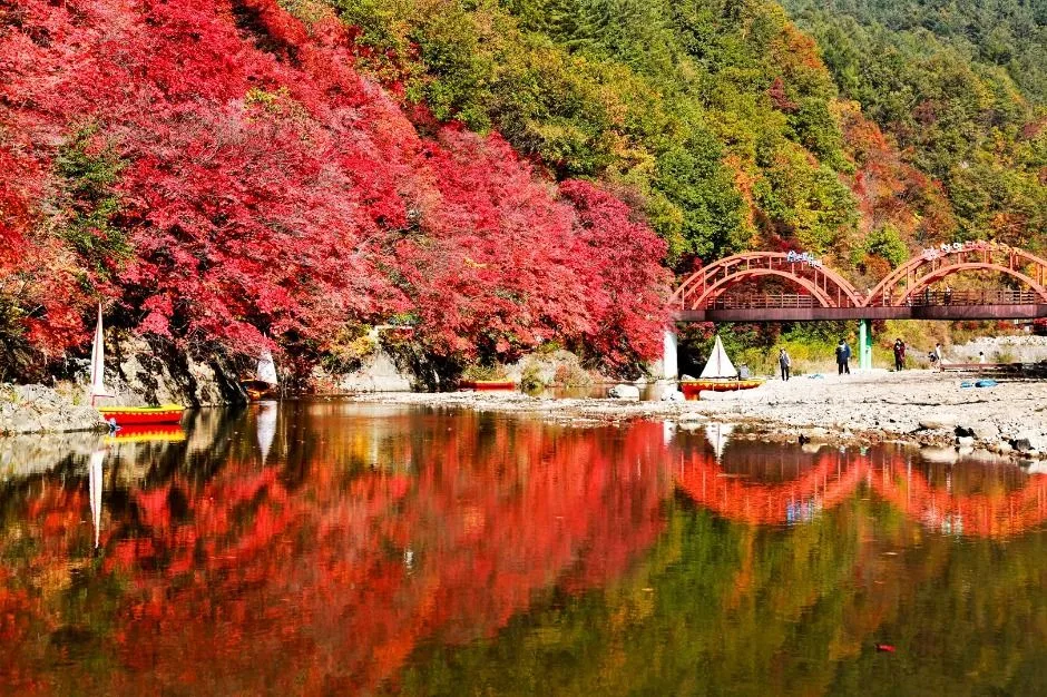태백_철암단풍군락지 (4)
