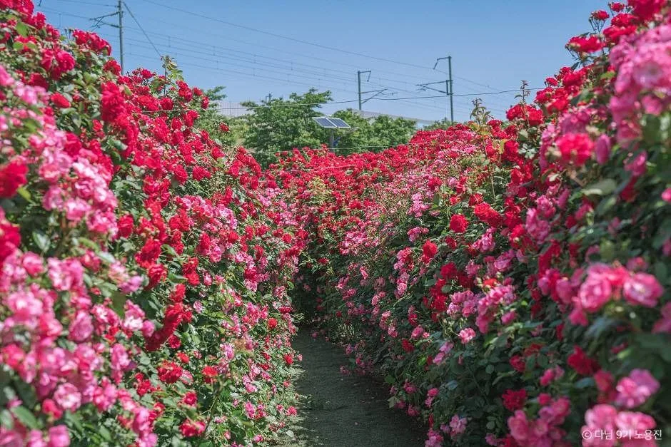 경산_대부잠수교 (4)