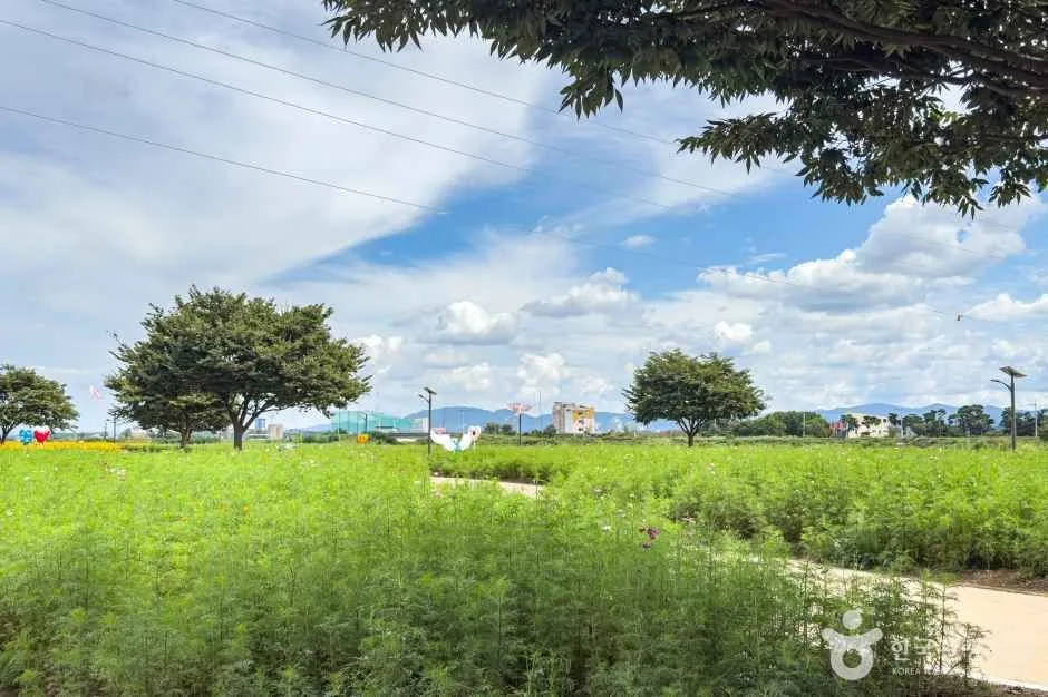 경산 하양경관농업단지 (5)