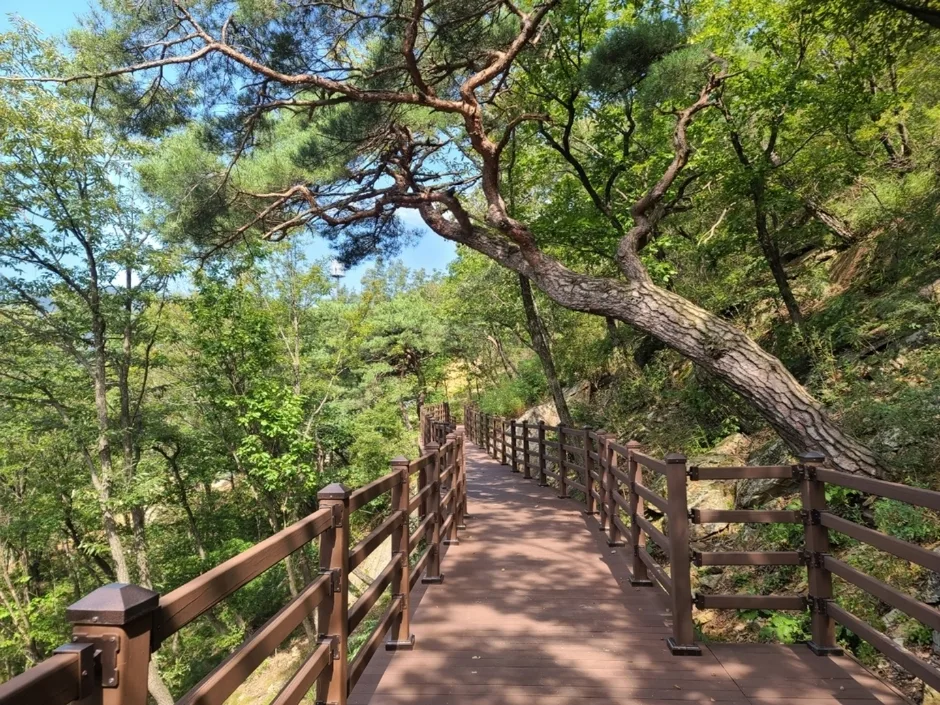 국립제천치유의숲 (9)_숲내음치유마당