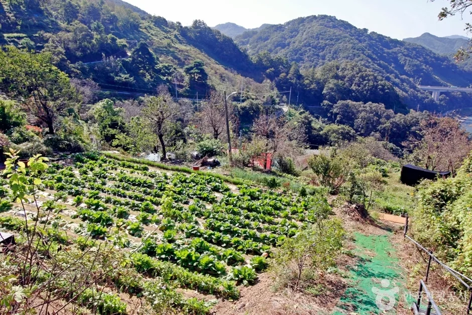 높은벌 (9)