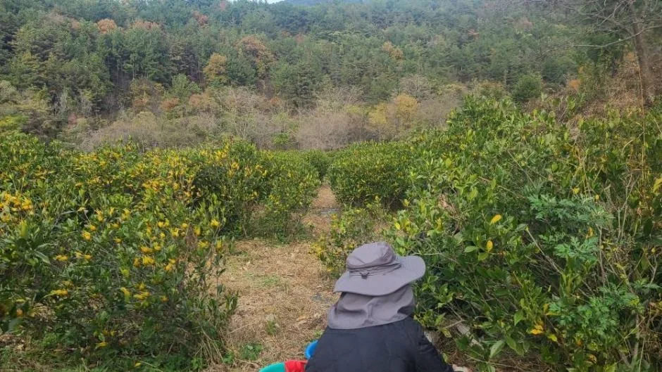 공룡자연농원_치자천연염색4
