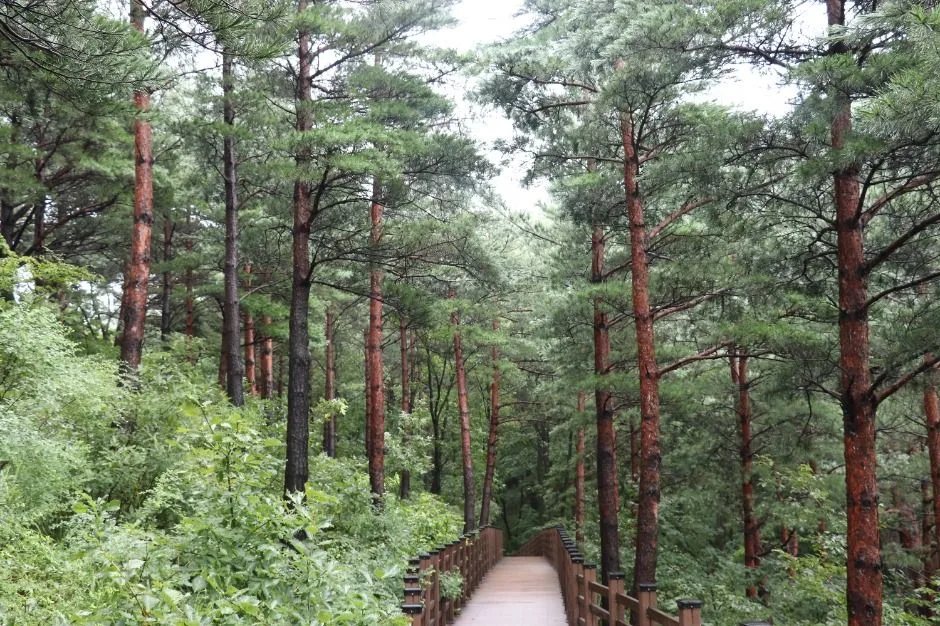 강릉_국립대관령치유의숲 (8)