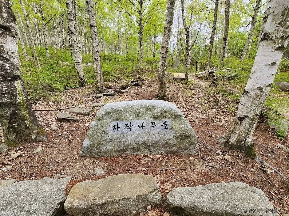 김천_국립김천치유의숲 (4)