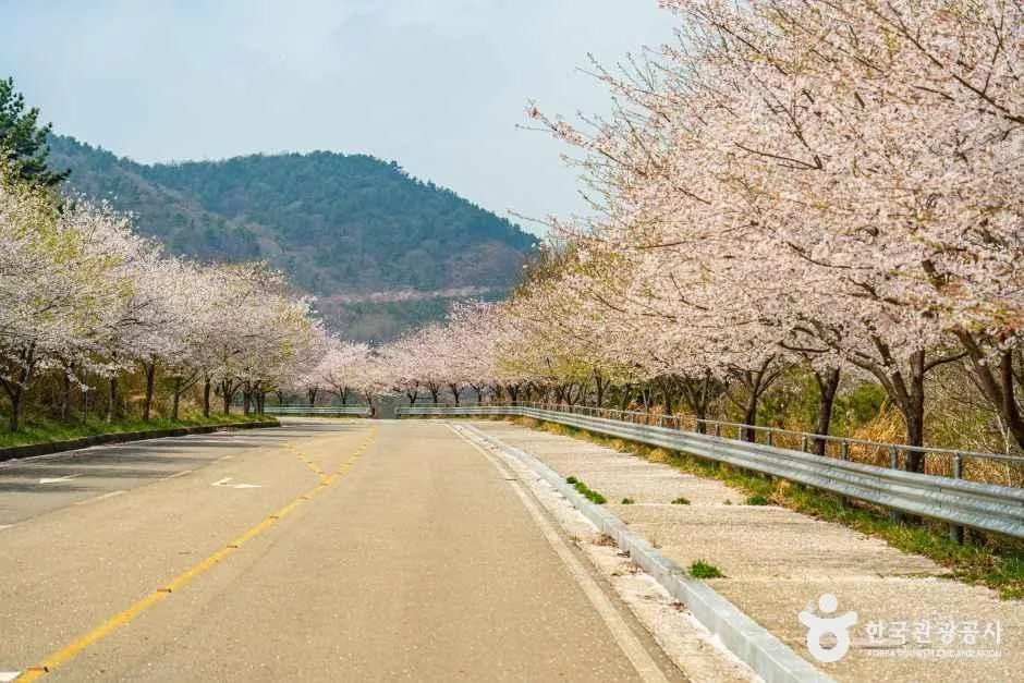 여수_화양면 벚꽃길 (4).jpg