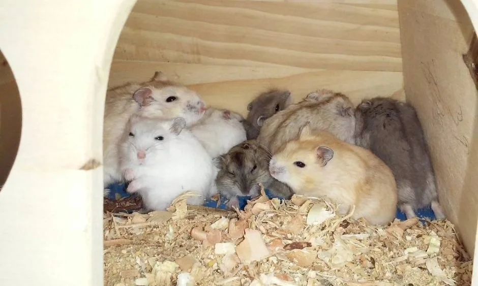 강릉_강릉아기동물농장 (8)