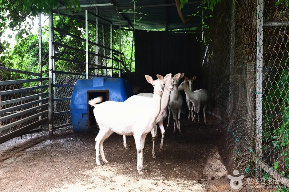 전남_여수_한우드림_양 방목장2