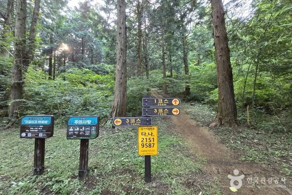 바늘오름_e (4)