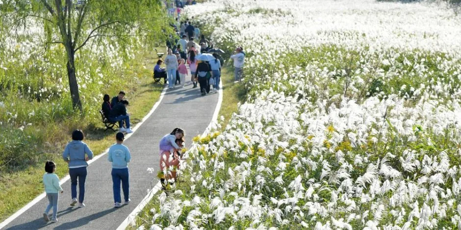 2025 광주서창억새축제 5
