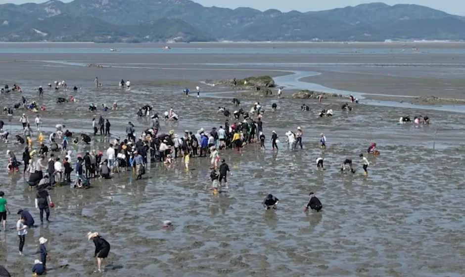 2026 하전바지락 오감체험 페스티벌 (4).png